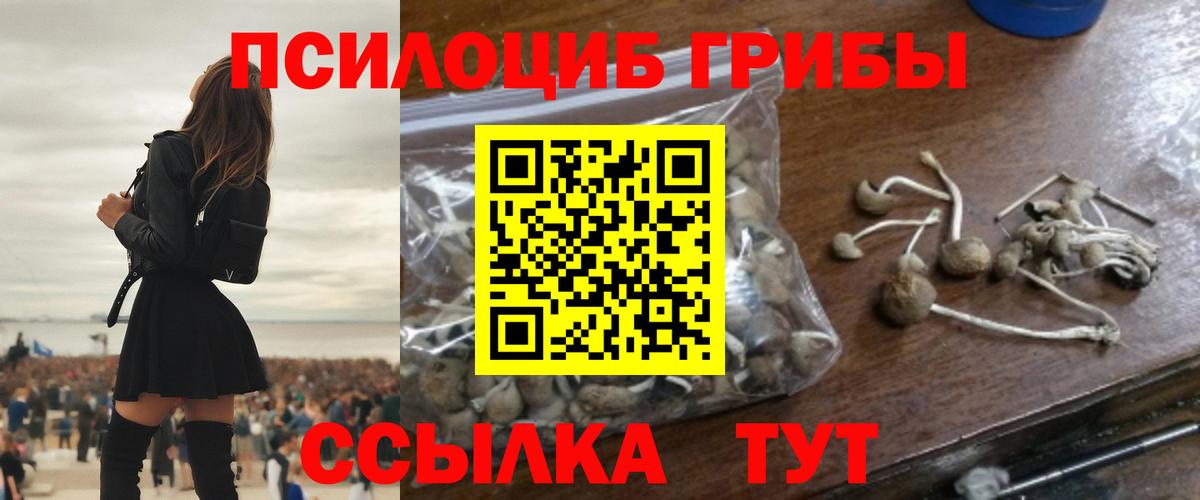 Галлюциногенные грибы Psilocybe Димитровград